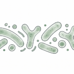 Lactobacillus i Bifidobacterium – saveznici našeg probavnog sustava